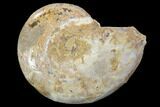 Sliced, Agatized Ammonite Fossil (Half) - Jurassic #100543-1